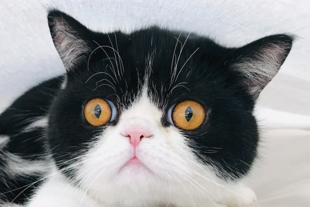 猫关笼子里养好吗?长期笼养利弊与正确饲养方式详解