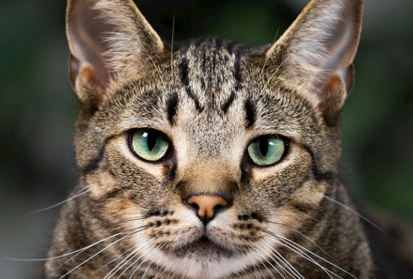 家里可以养两只猫吗?利弊、准备事项及相处技巧详解