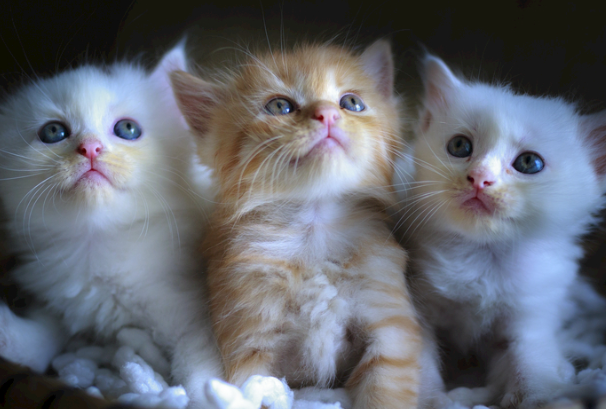 猫关笼子里养好吗?长期笼养利弊与正确饲养方式详解