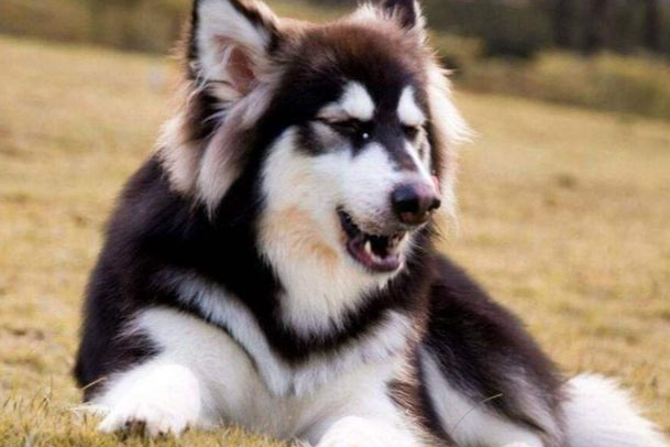 阿拉斯加犬幼犬怎么养？新手零失误饲养教程大全