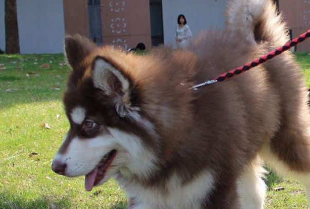 阿拉斯加犬幼犬怎么养？新手零失误饲养教程大全