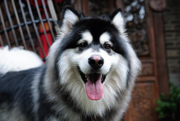 阿拉斯加犬幼犬怎么养？新手零失误饲养教程大全