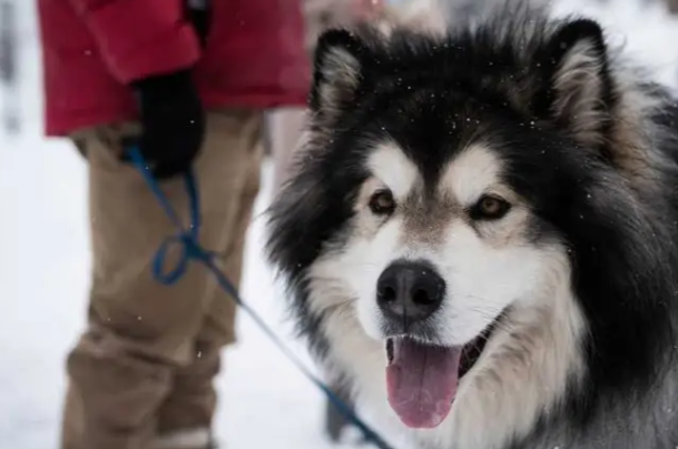 阿拉斯加犬幼犬怎么养？新手零失误饲养教程大全
