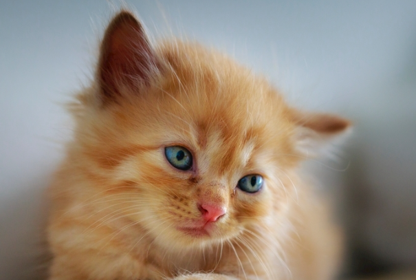 猫要不要打弓形虫疫苗？权威科普一次性讲清楚