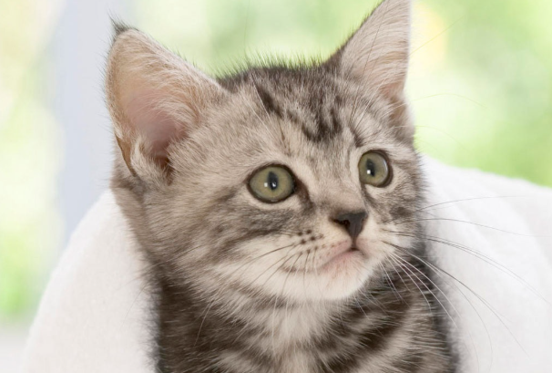 猫要不要打弓形虫疫苗?权威科普一次性讲清楚