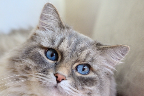 猫要不要打弓形虫疫苗?权威科普一次性讲清楚