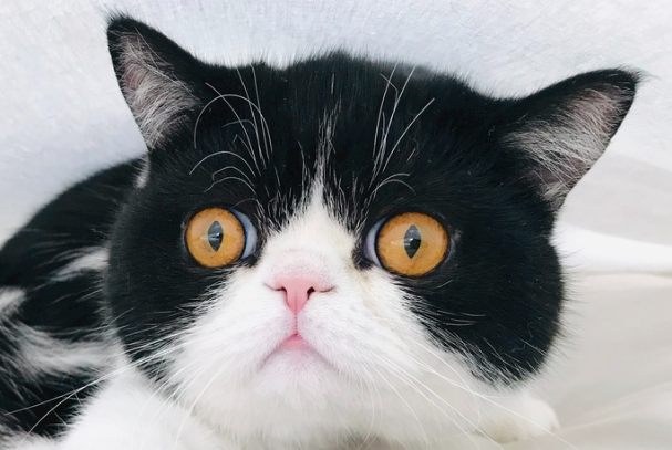 猫要不要打弓形虫疫苗?权威科普一次性讲清楚