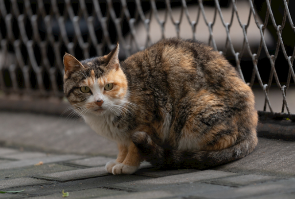 流浪猫来家里好不好?利弊、禁忌及正确处理方法全解