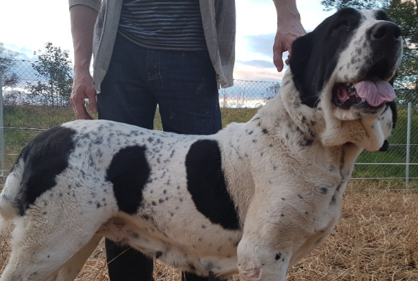 中亚牧羊犬聪明吗？智商水平、训练特点及饲养适配详解