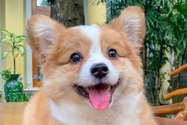 柯基犬拉稀怎么办?找准原因对症解决,快速恢复肠胃健康