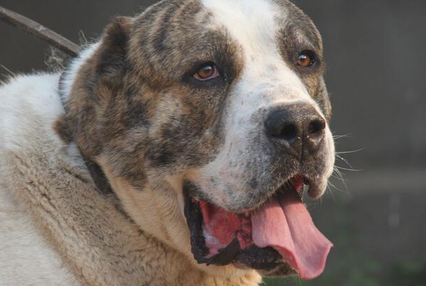 中亚牧羊犬聪明吗？智商水平、训练特点及饲养适配详解