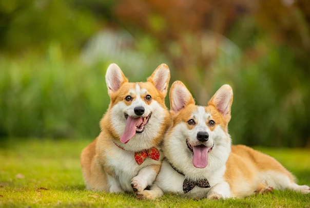 柯基犬拉稀怎么办?找准原因对症解决,快速恢复肠胃健康