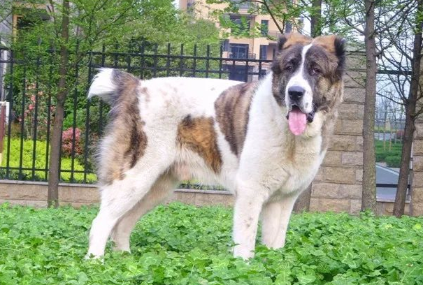 中亚牧羊犬聪明吗？智商水平、训练特点及饲养适配详解