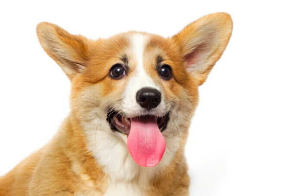 柯基犬拉稀怎么办?找准原因对症解决,快速恢复肠胃健康