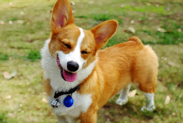 柯基犬拉稀怎么办?找准原因对症解决,快速恢复肠胃健康