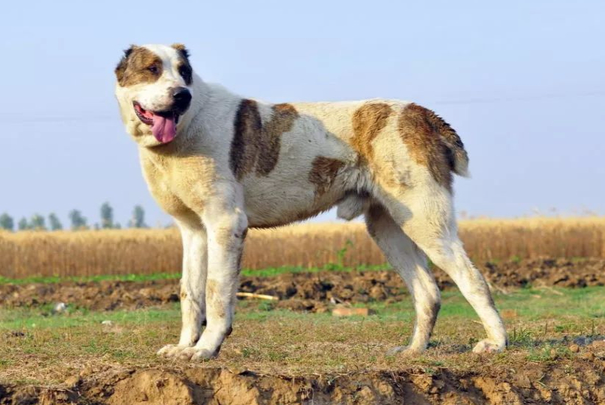中亚牧羊犬聪明吗？智商水平、训练特点及饲养适配详解