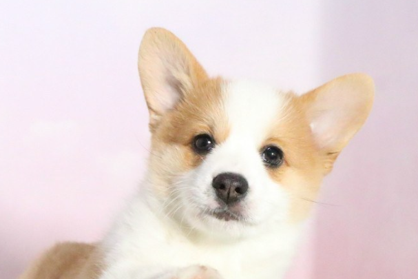 柯基犬什么颜色最好?主流花色优缺点及选购指南