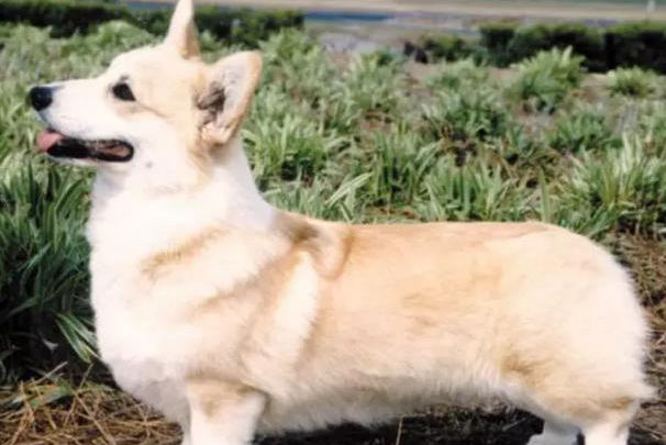 柯基犬什么颜色最好?主流花色优缺点及选购指南