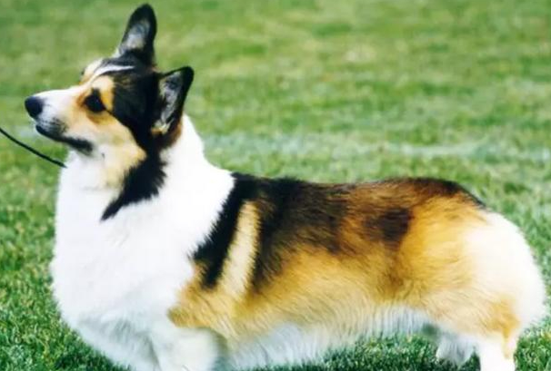 柯基犬什么颜色最好?主流花色优缺点及选购指南