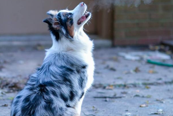柯基犬什么颜色最好?主流花色优缺点及选购指南
