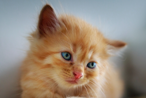 猫口腔溃疡吃什么药?家用常备药+正确用药方法详解
