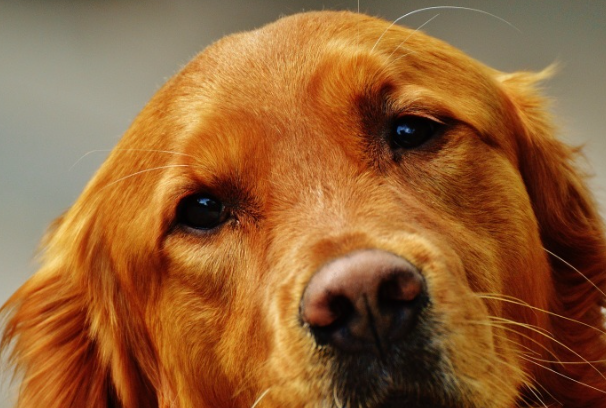 金毛犬公的好还是母的好?新手养狗全方位对比攻略
