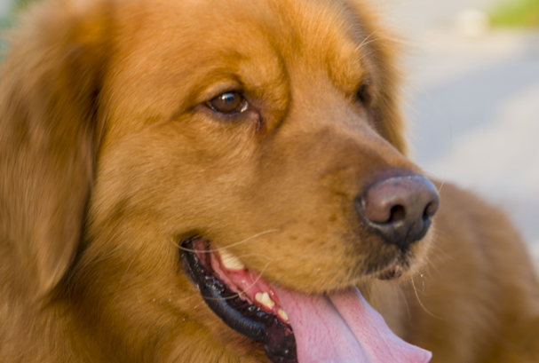 金毛犬公的好还是母的好?新手养狗全方位对比攻略