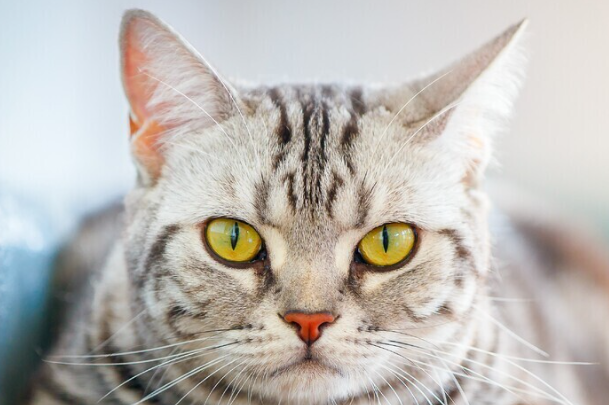 猫口腔溃疡吃什么药?家用常备药+正确用药方法详解