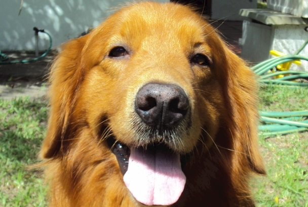 金毛犬公的好还是母的好?新手养狗全方位对比攻略