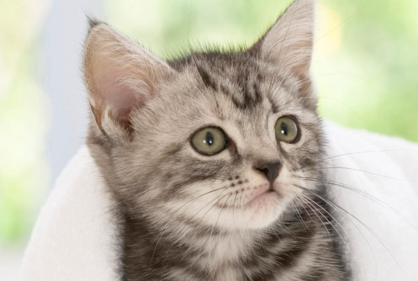猫口腔溃疡吃什么药?家用常备药+正确用药方法详解