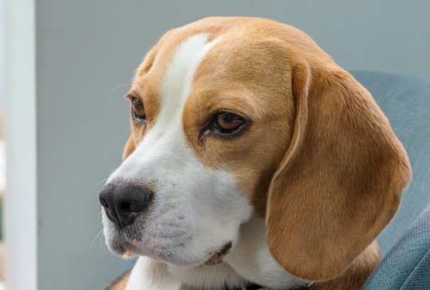 怎样训练比格犬？新手专属高效训练方法大全