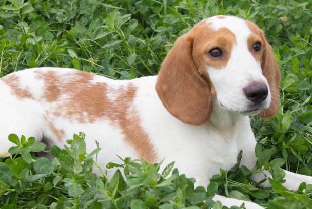 怎样训练比格犬？新手专属高效训练方法大全