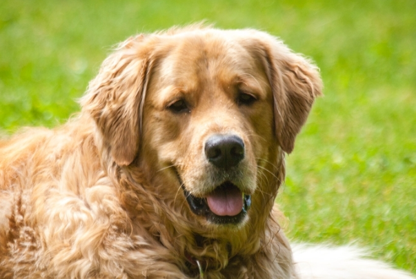 如何养好金毛犬？新手零基础完整饲养攻略