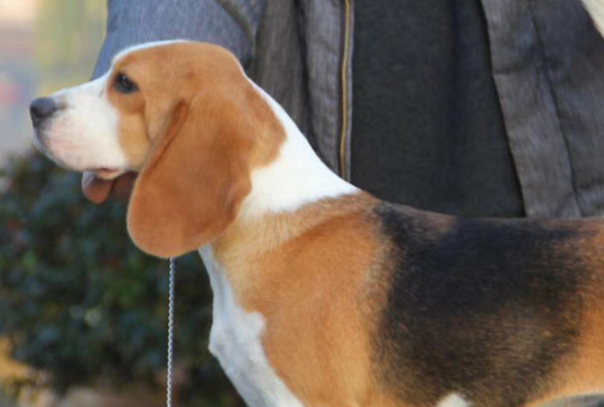 怎样训练比格犬？新手专属高效训练方法大全