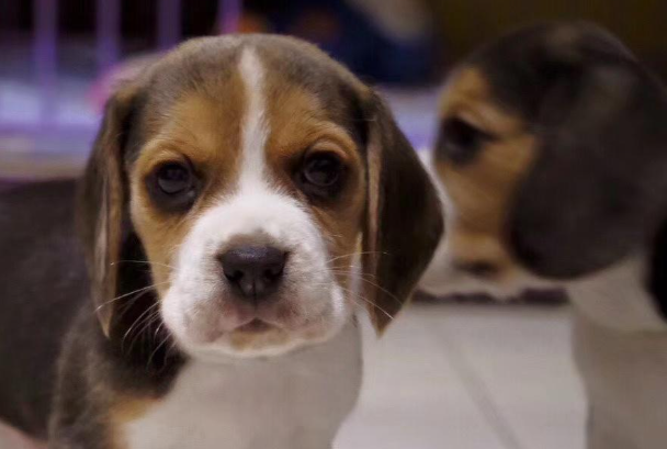 怎样训练比格犬？新手专属高效训练方法大全