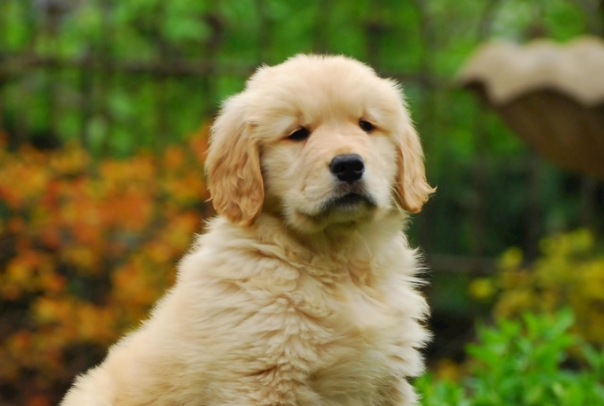 如何养好金毛犬？新手零基础完整饲养攻略