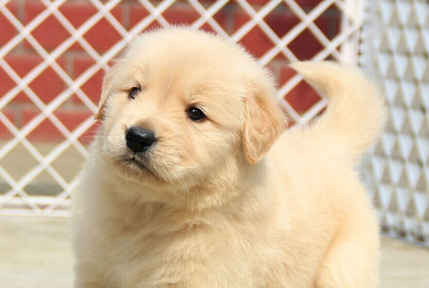 如何养好金毛犬？新手零基础完整饲养攻略