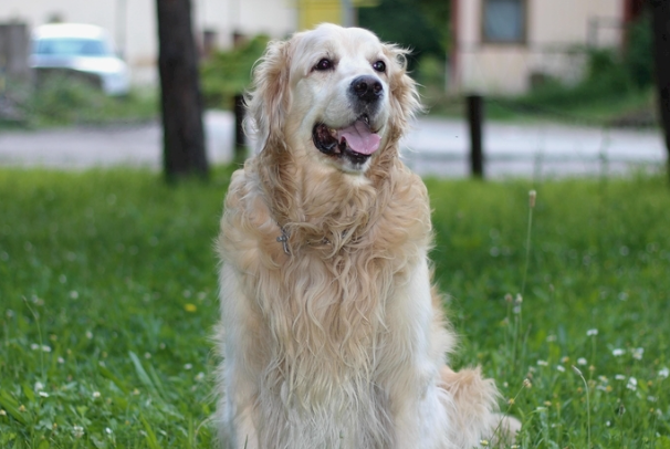 如何养好金毛犬？新手零基础完整饲养攻略