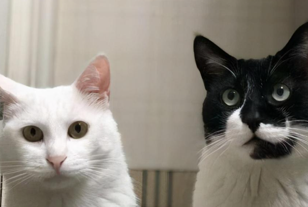 猫一定要打狂犬疫苗吗?家养猫咪接种规则与禁忌全解