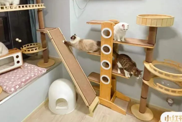 猫一定要打狂犬疫苗吗?家养猫咪接种规则与禁忌全解