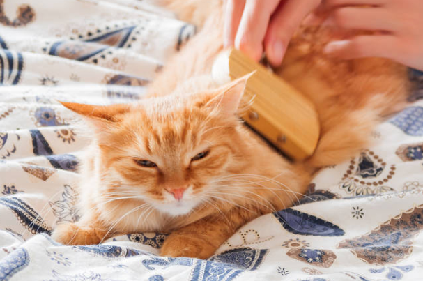猫一定要打狂犬疫苗吗?家养猫咪接种规则与禁忌全解
