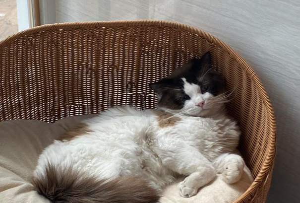 猫一定要打狂犬疫苗吗?家养猫咪接种规则与禁忌全解