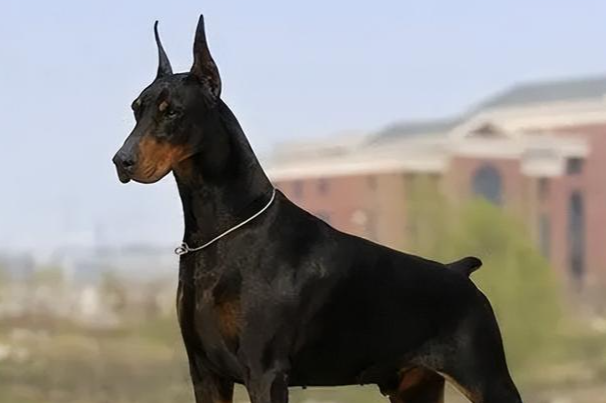 怎样训练杜宾犬？新手零基础驯养及行为纠正大全