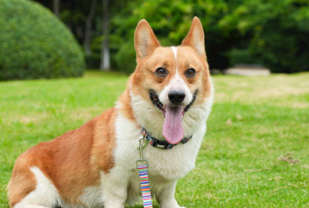 柯基好还是柴犬好?新手养狗全方位对比,看完不再纠结