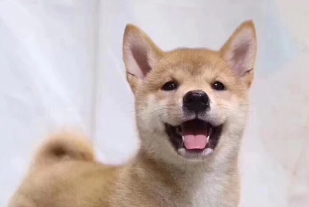 柯基好还是柴犬好?新手养狗全方位对比,看完不再纠结