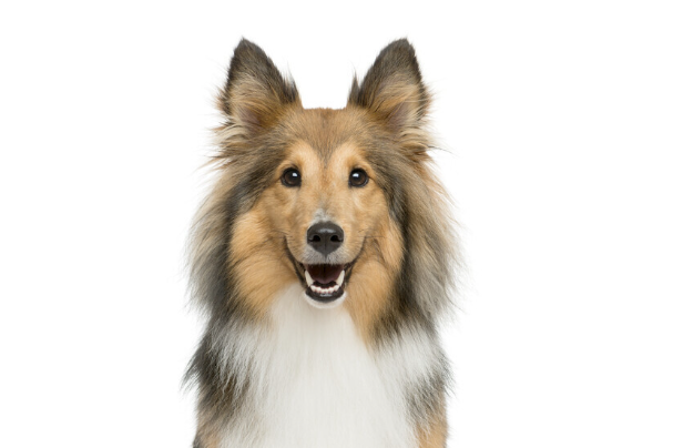 喜乐蒂牧羊犬好养吗?新手饲养优缺点及注意事项全解