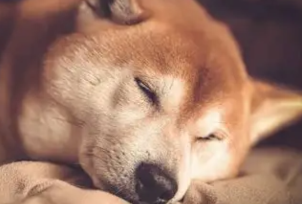 柯基好还是柴犬好?新手养狗全方位对比,看完不再纠结