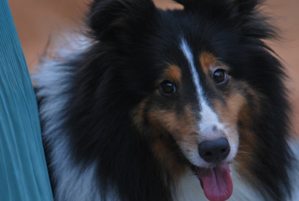 喜乐蒂牧羊犬好养吗?新手饲养优缺点及注意事项全解