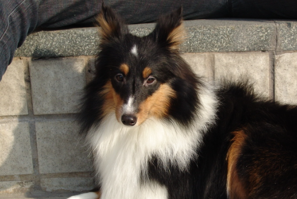 喜乐蒂牧羊犬好养吗?新手饲养优缺点及注意事项全解