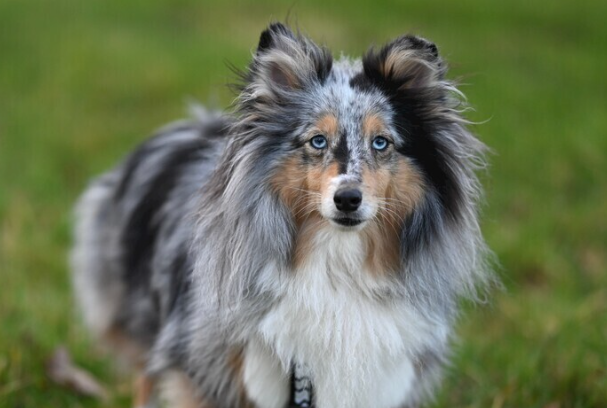 喜乐蒂牧羊犬好养吗?新手饲养优缺点及注意事项全解